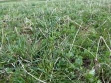 A mixed stand of forage offers several benefits!